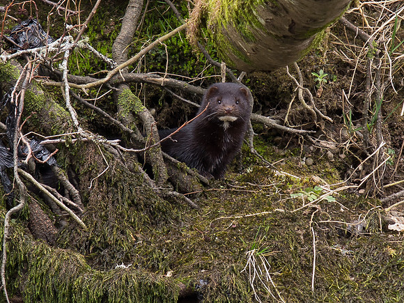 20130412-Urquhart Bay Wood-R4124663