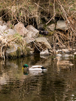 20130412-Urquhart Bay Wood-R4124611
