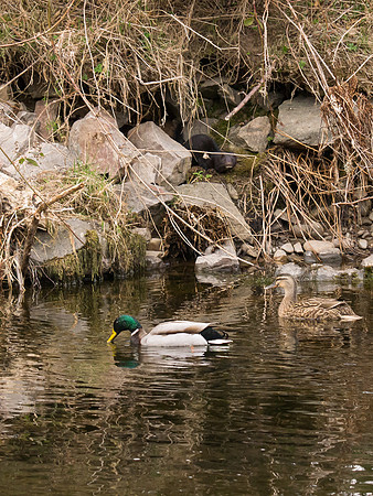 20130412-Urquhart Bay Wood-R4124611