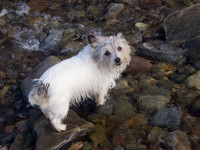 Mij in Urquhart Bay Wood