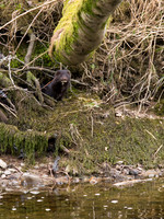 20130412-Urquhart Bay Wood-R4124659