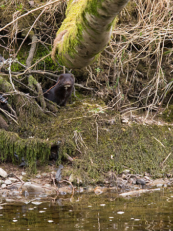 20130412-Urquhart Bay Wood-R4124659