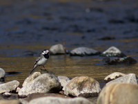 Pied Wagtail