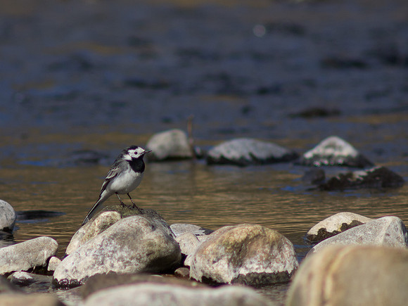 Pied Wagtail