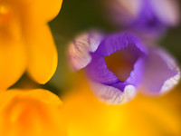 20130413-Garden-R4134712