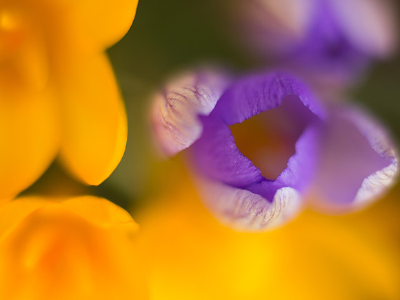 20130413-Garden-R4134712