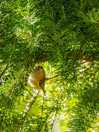 Goldcrest (Regulus regulus) [1902024]