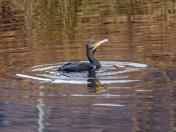 Cormorant (Phalacrocorax carbo) (1) [1902044]