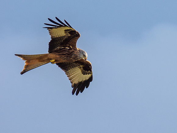 Tollie Red Kites (2) [1902020]