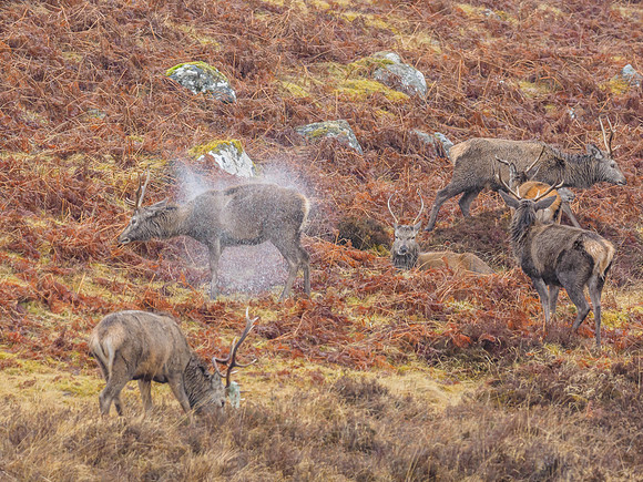 Damp Deer [1902017]