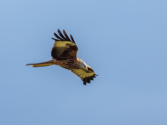 Tollie Red Kites (5) [1902023]