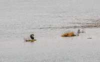Cormorant (Phalacrocorax carbo) [1902016]