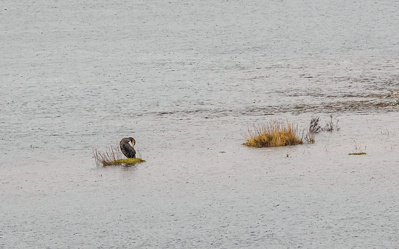 Cormorant (Phalacrocorax carbo) [1902016]