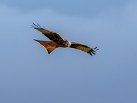 Tollie Red Kites (1) [1902019]