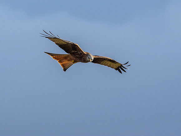 Tollie Red Kites (1) [1902019]