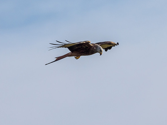 Tollie Red Kites (4) [1902022]