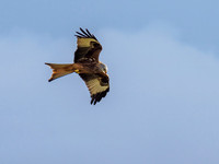 Tollie Red Kites (3) [1902021]