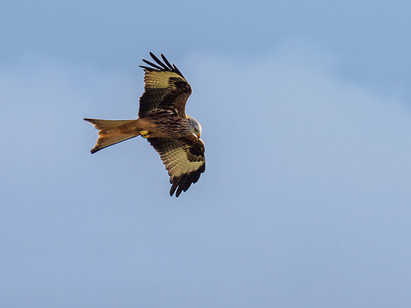 Tollie Red Kites (3) [1902021]