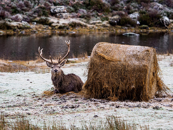 Glen Cannich Red Deer