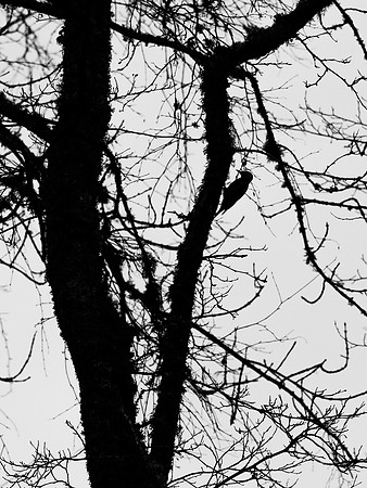 Winter Woodland Woodpecker