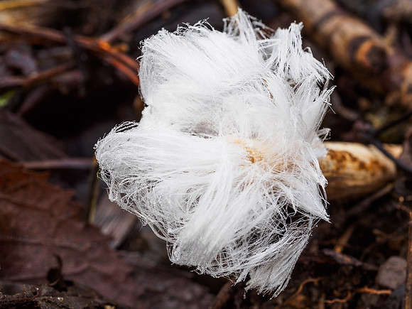 Frost Flowers