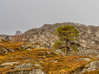 Lonesome Pine