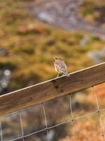 Redwing