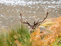 Stag Party