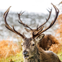 Stag Party