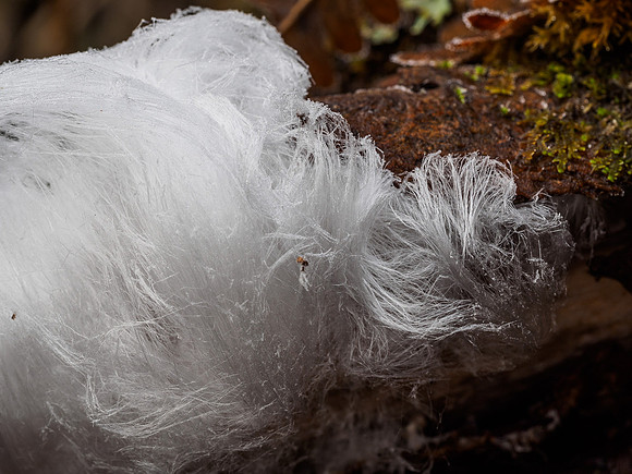Frost Flowers