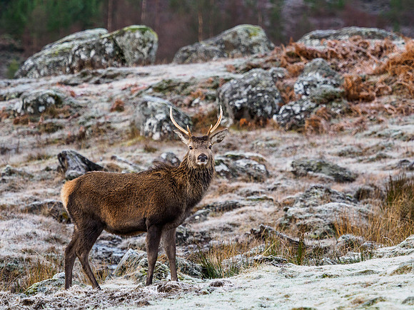 Glen Cannich Red Deer