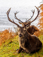 Stag Party