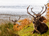 Stag Party