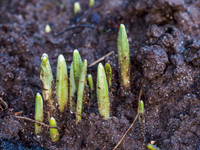 Snowdrop Buds