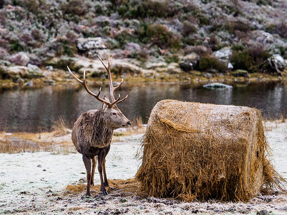 Glen Cannich Red Deer