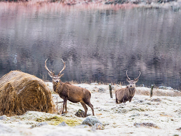 Glen Cannich Red Deer