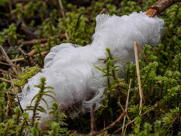 Frost Flowers