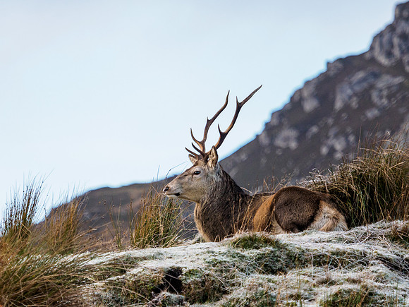 Glen Cannich Red Deer