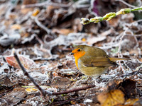 20151213-Urquhart Bay Wood-EM520065