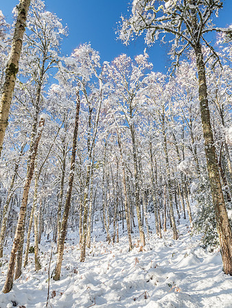 Bright Cold Day