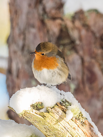 Posing Robin