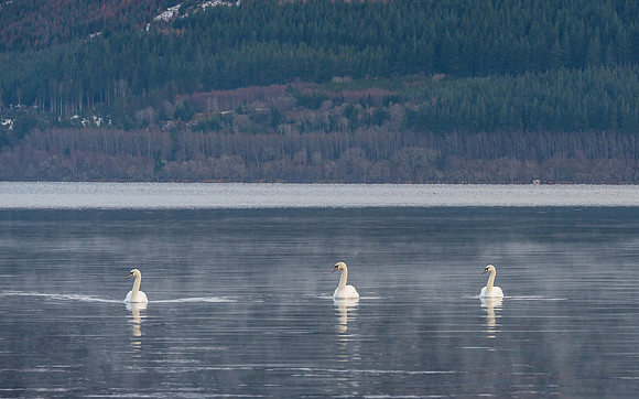 Swan Loch