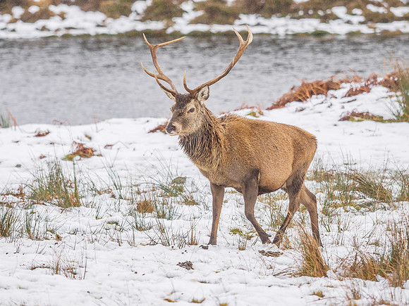 Stags and Snow