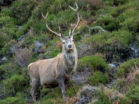 Mullardoch Stags