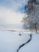 Snowy Corrimony
