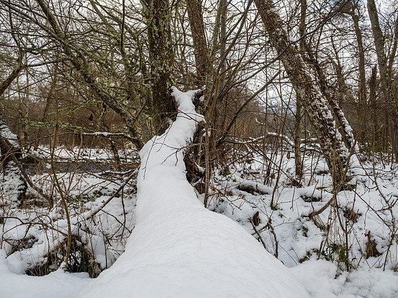 Snow Fall