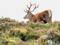 Mullardoch Stags