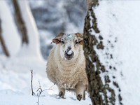 Snowy Corrimony