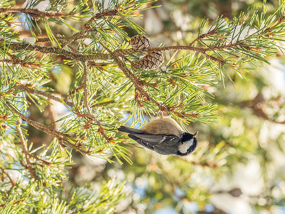 Coal Tit (Periparus ater)