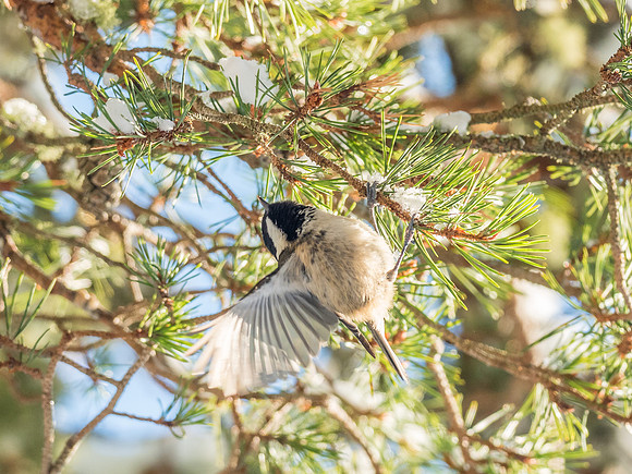 Coal Tit (Periparus ater)
